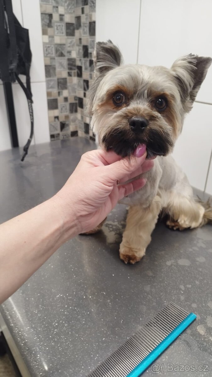 Nabízíme yorkšíra ke krytí - 4