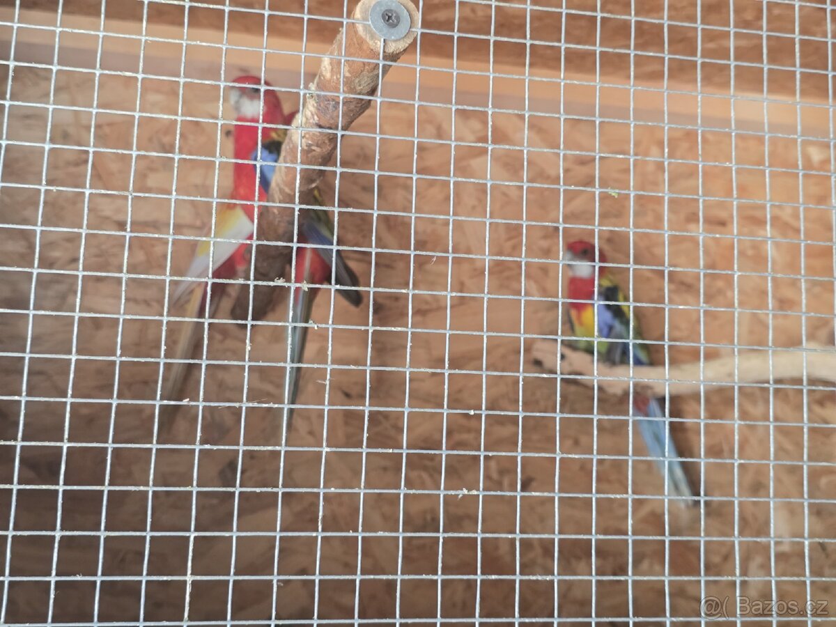 Rozela rubino a pestrá - 4