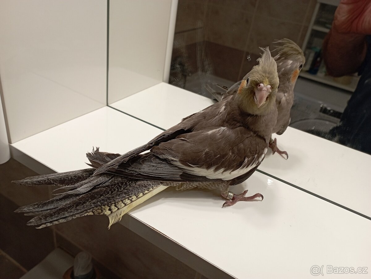 Korelky ručně dokrmené Brno - 4