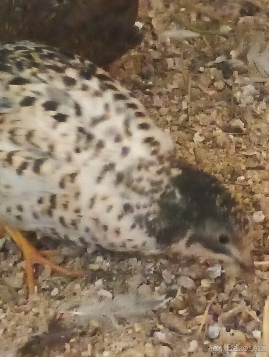 Křepelka činska - 4