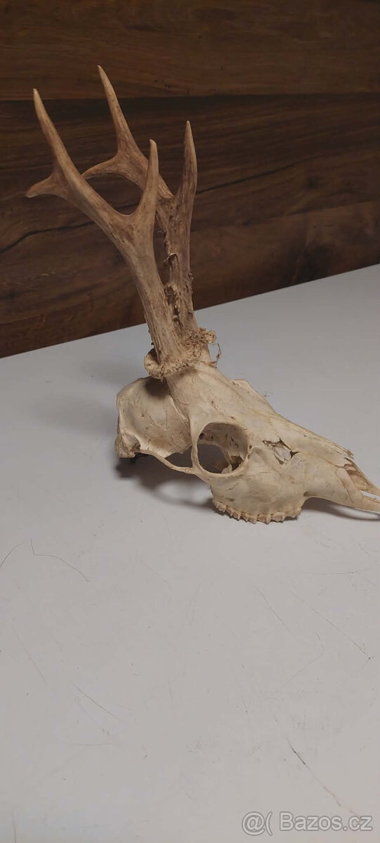 Srnčí paroží - 4