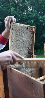 Včelí matky 2026 - 4