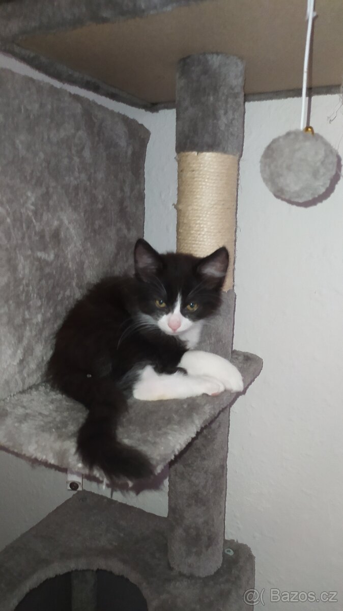 Kočka Evropská & Ragdoll - 4