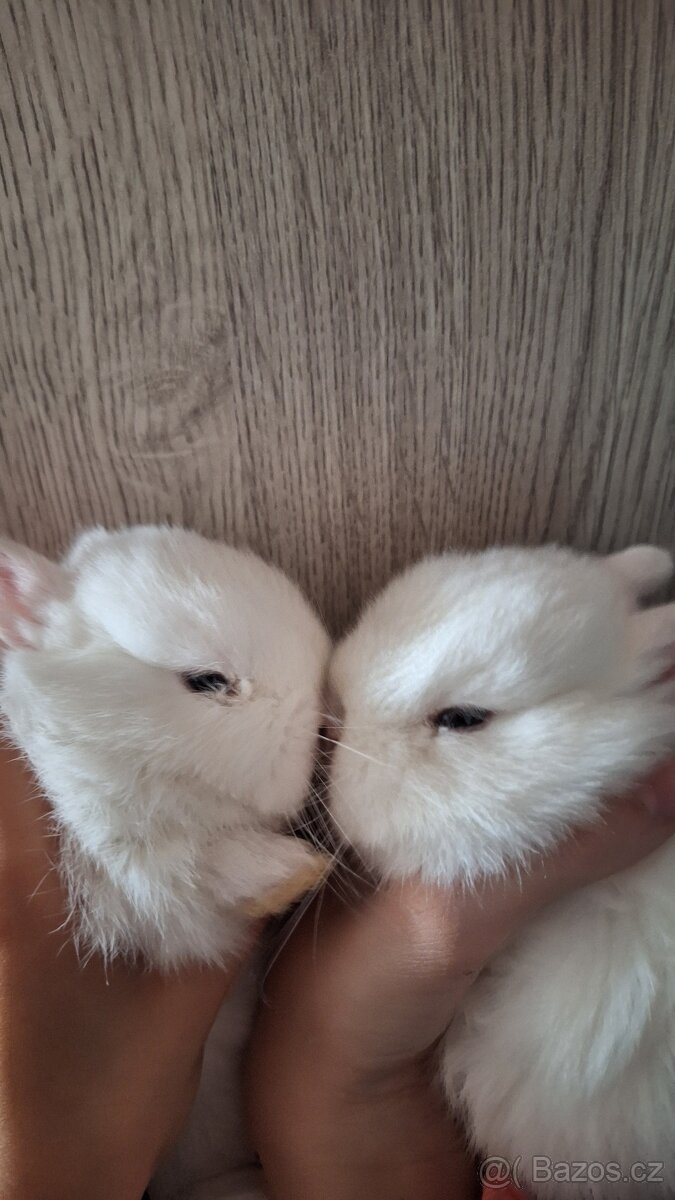 Zakrslý Hermelín - 4