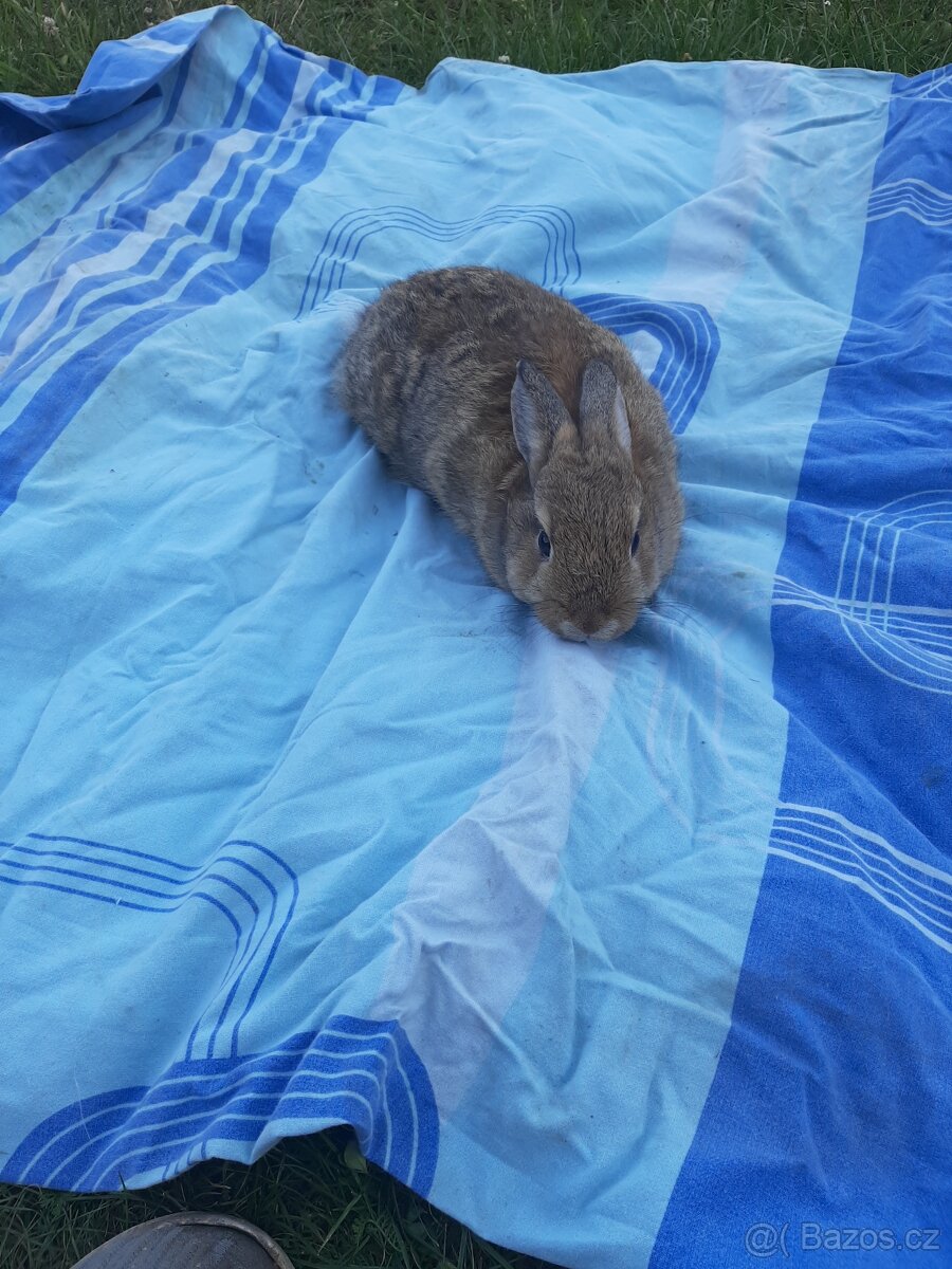 Kralicci králíci kraličACI - 4