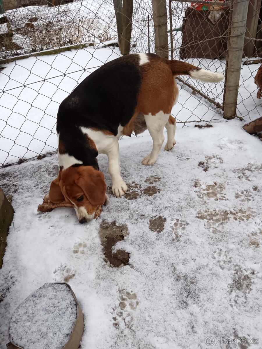 Bígl - 4