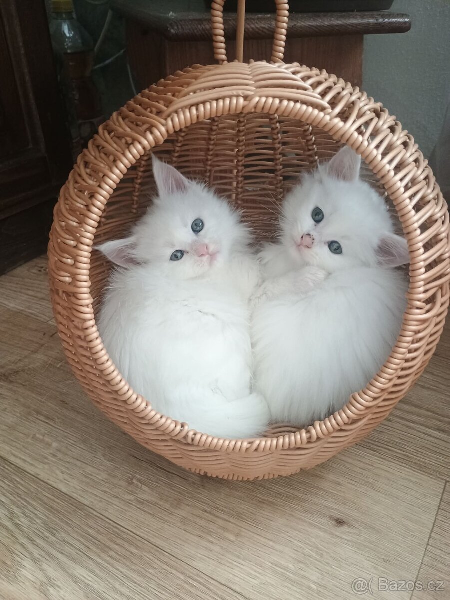 Mainská mývalí kočka - 4