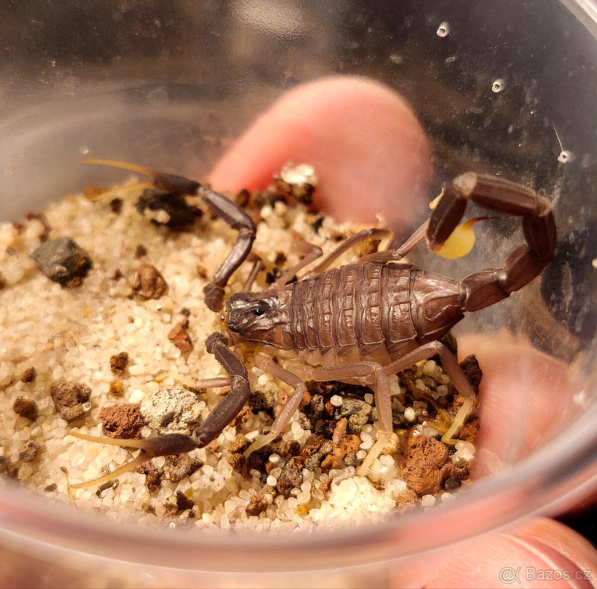 Hadogenes Paucidens scorpion štíři šváby - 4