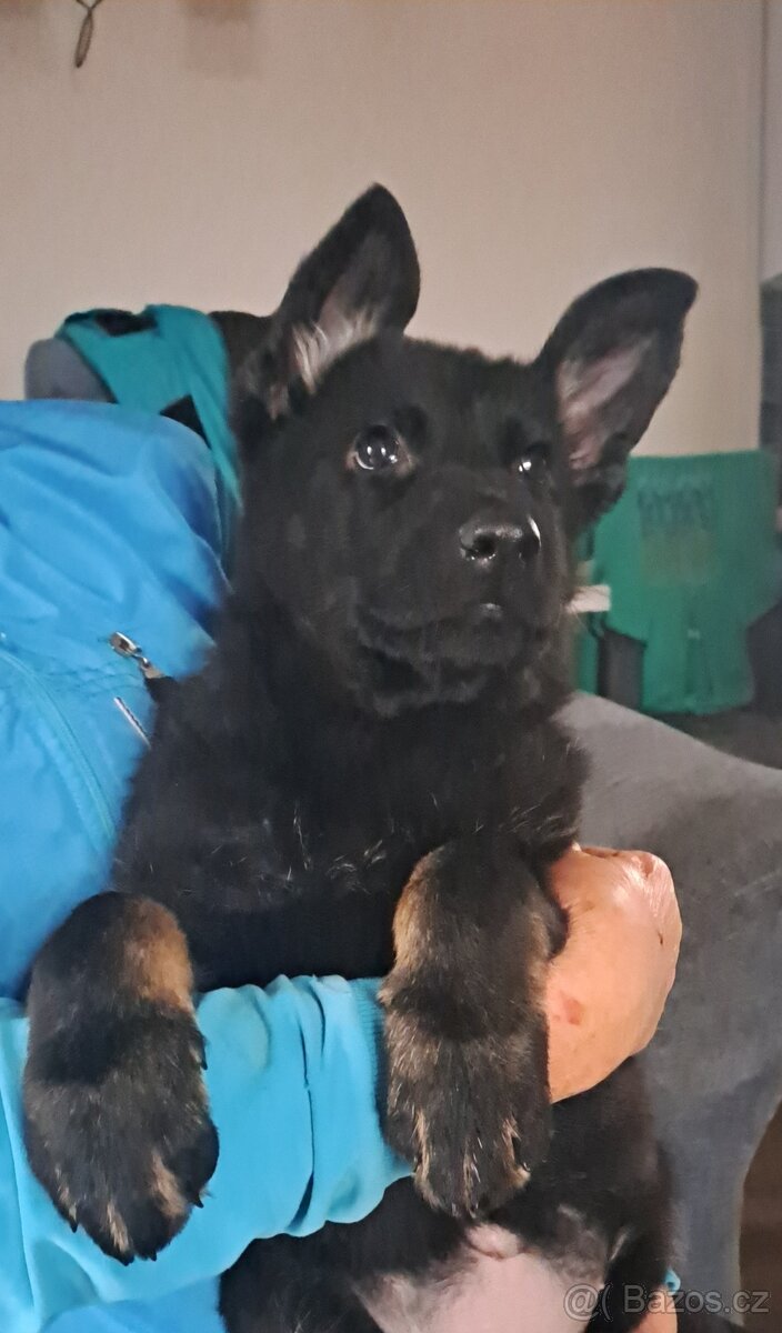 Německý ovčák - štěňata - 4