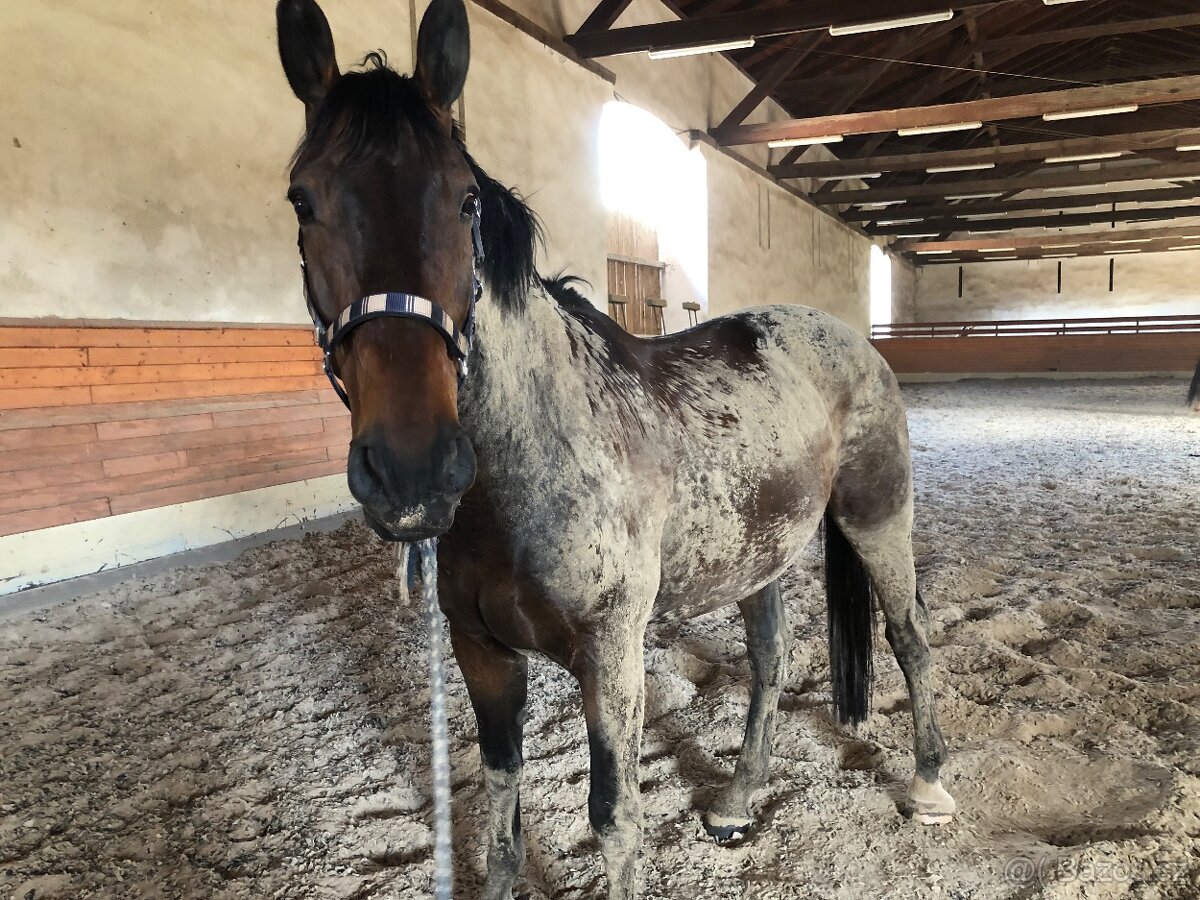 Valach po Grand Step - 4