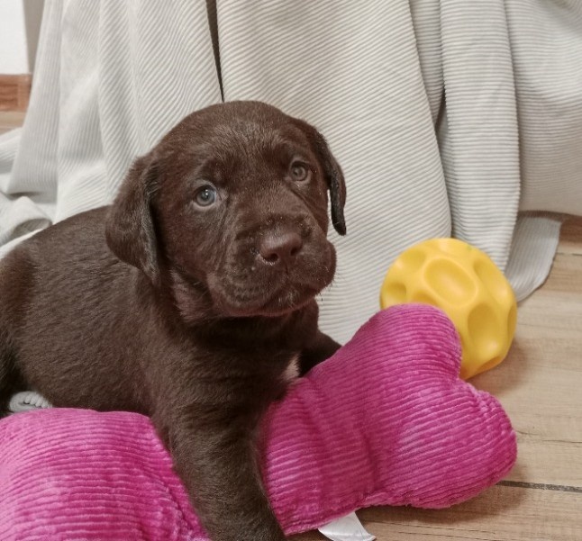 Labradorský retrívr - 4