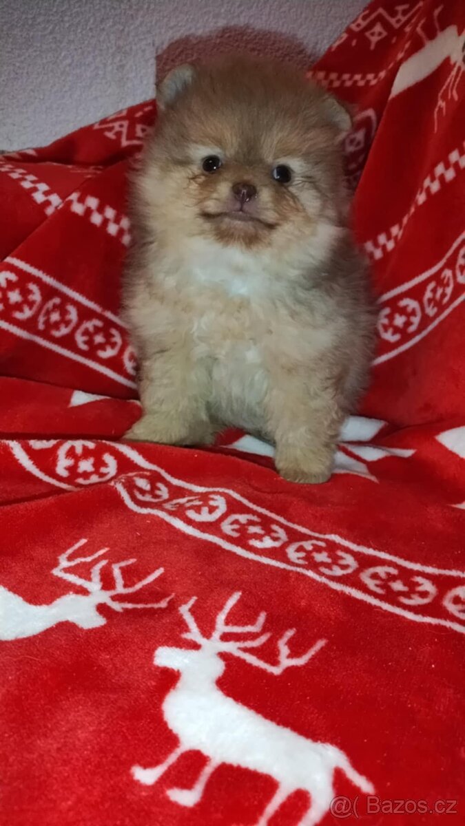 Pomeranian TOP fenečka a pejsek světlé barvy - 4