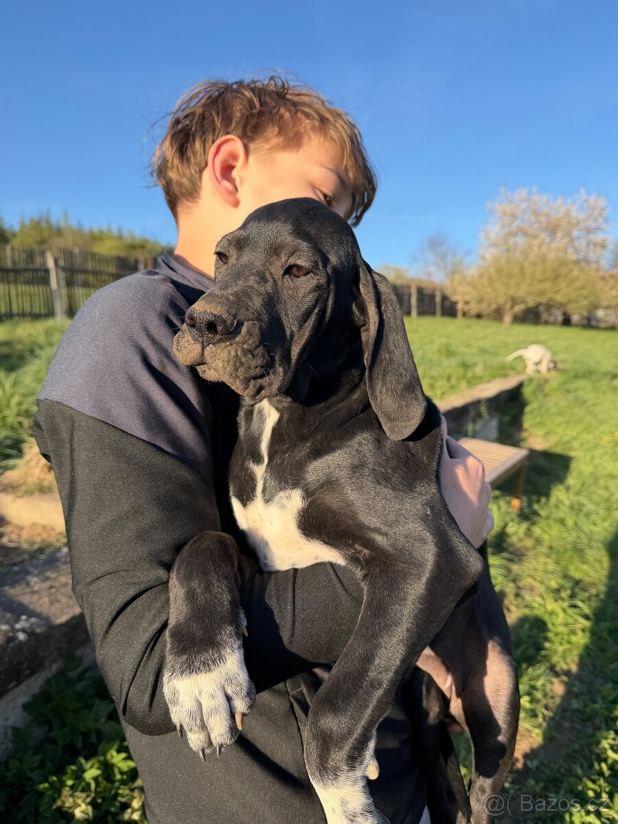 Fenky pointer s PP - 4