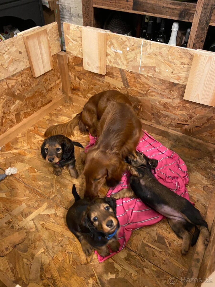 Jezevčík dlouhosrstý standard - 4