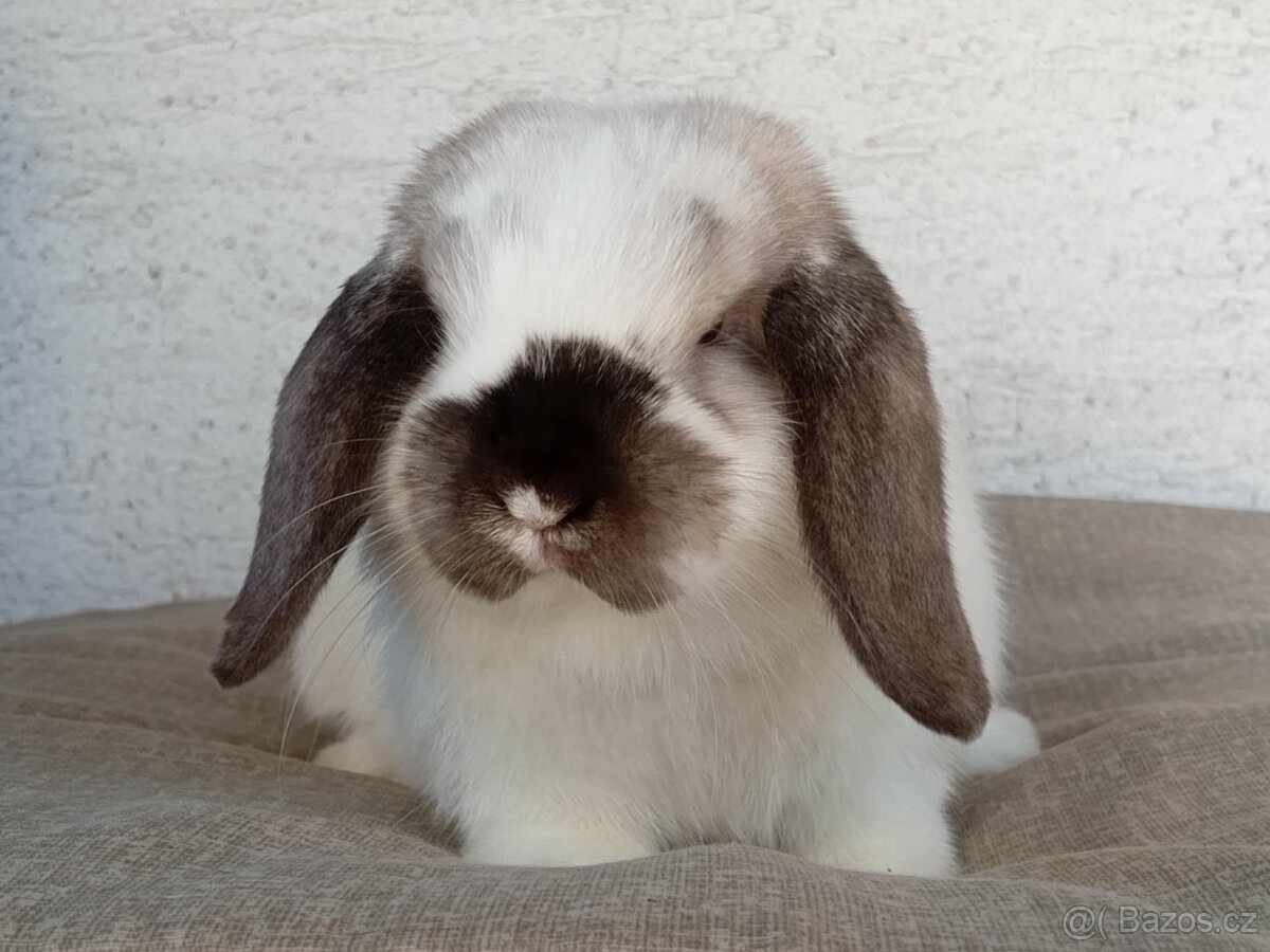 Samička Zakrslý Beránek MiniLop ❤️🍀 - 4