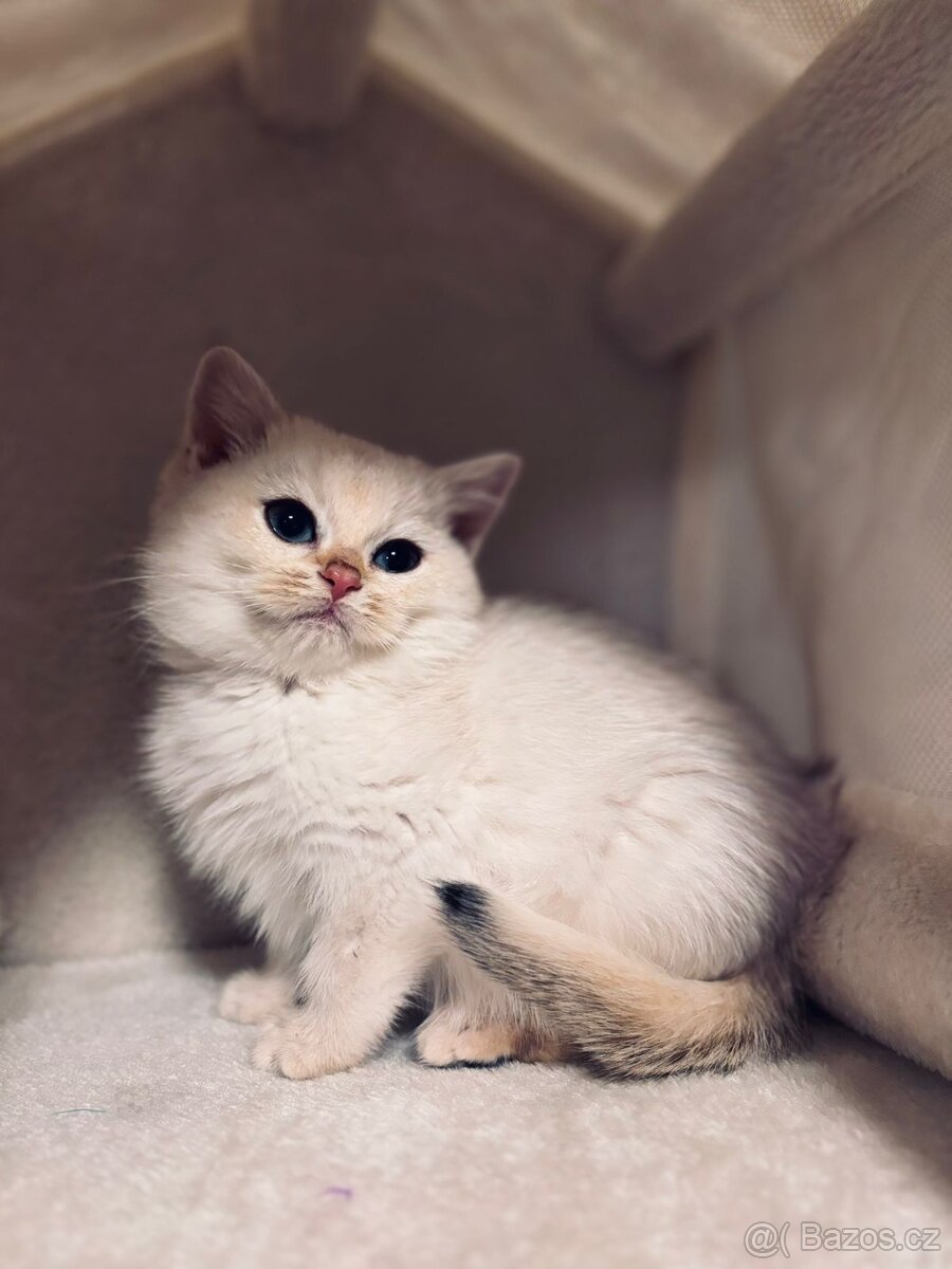 Britská koťátka činčily k odbery hned - 4