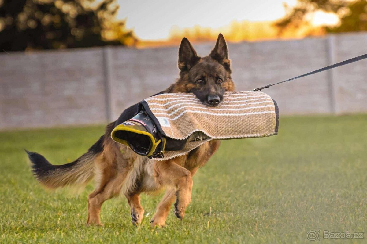 německý ovčák - nádherné štěně fenka - 4