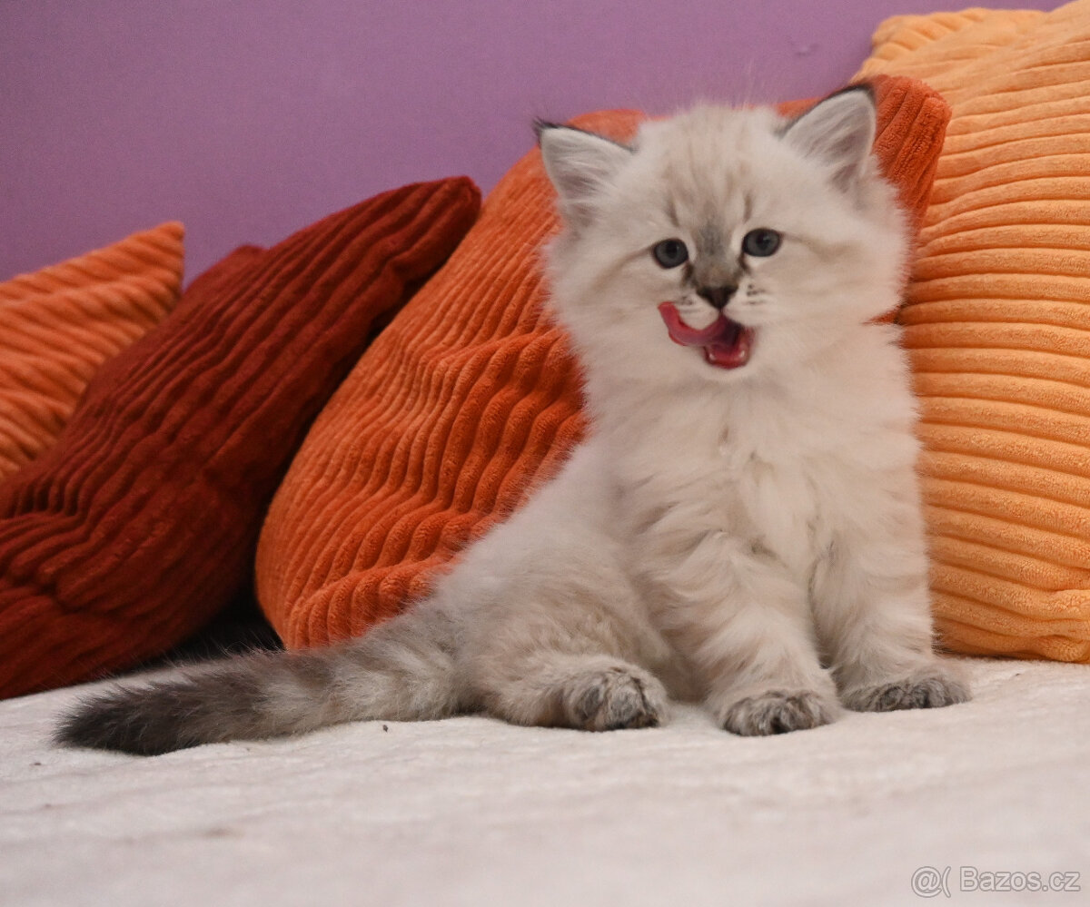 Kocourek Chavier - 4