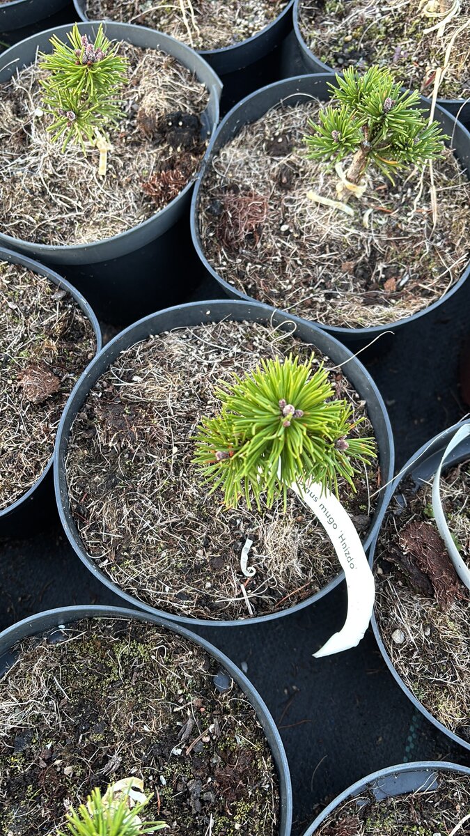 Borovice c2 doprava - 4