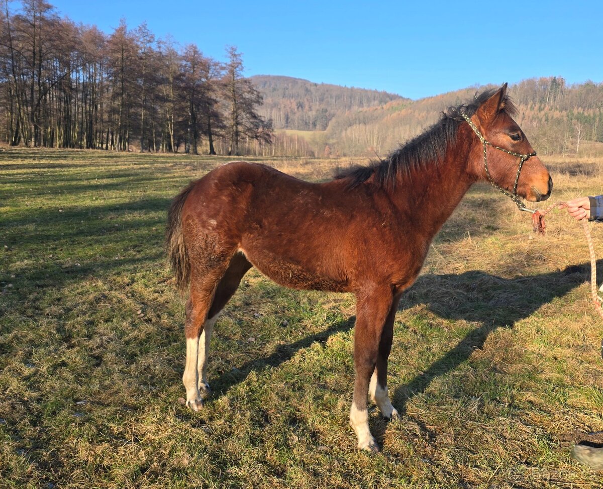 American Paint Horse - 4