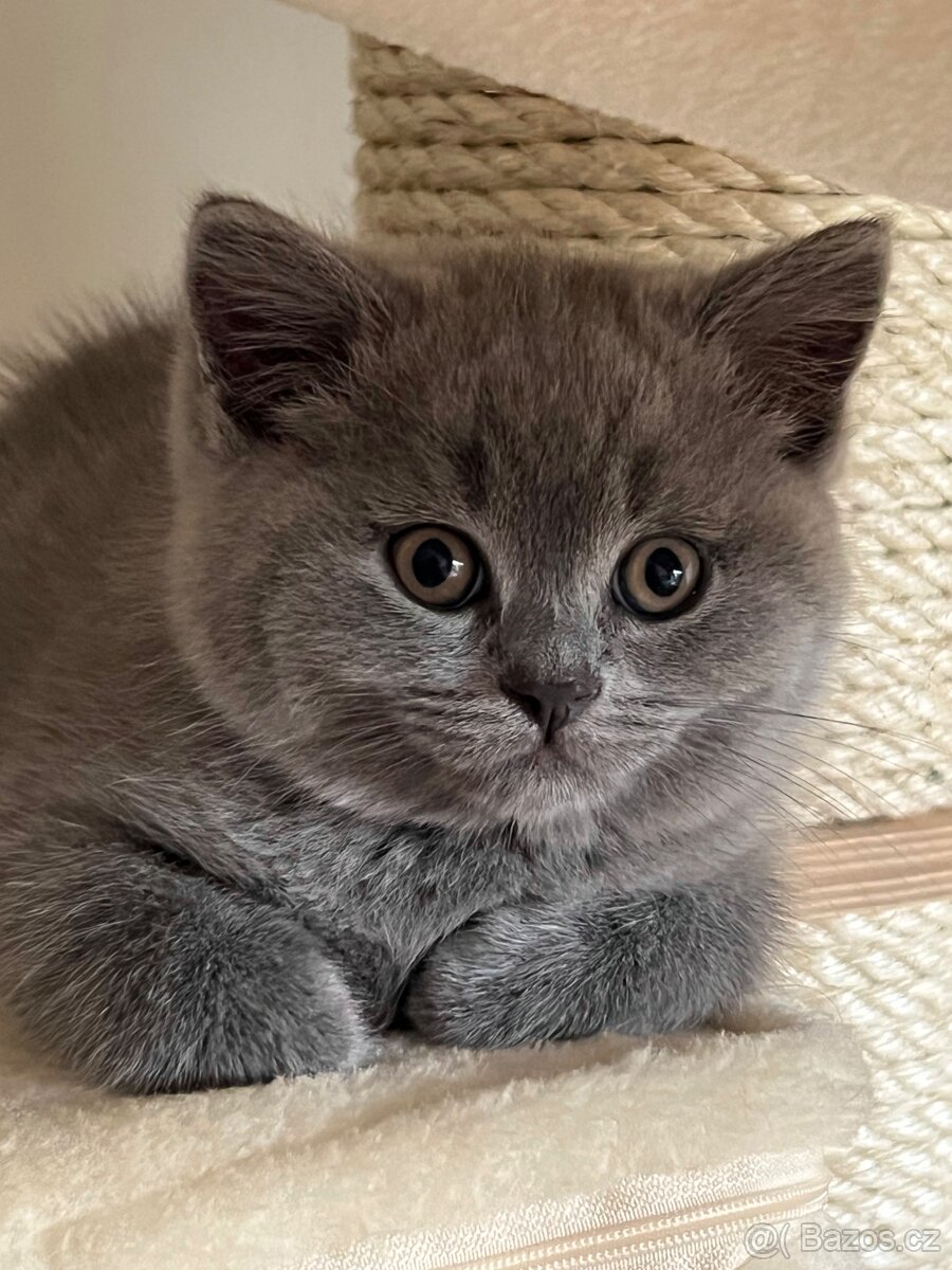 Britské modré kotě - 4