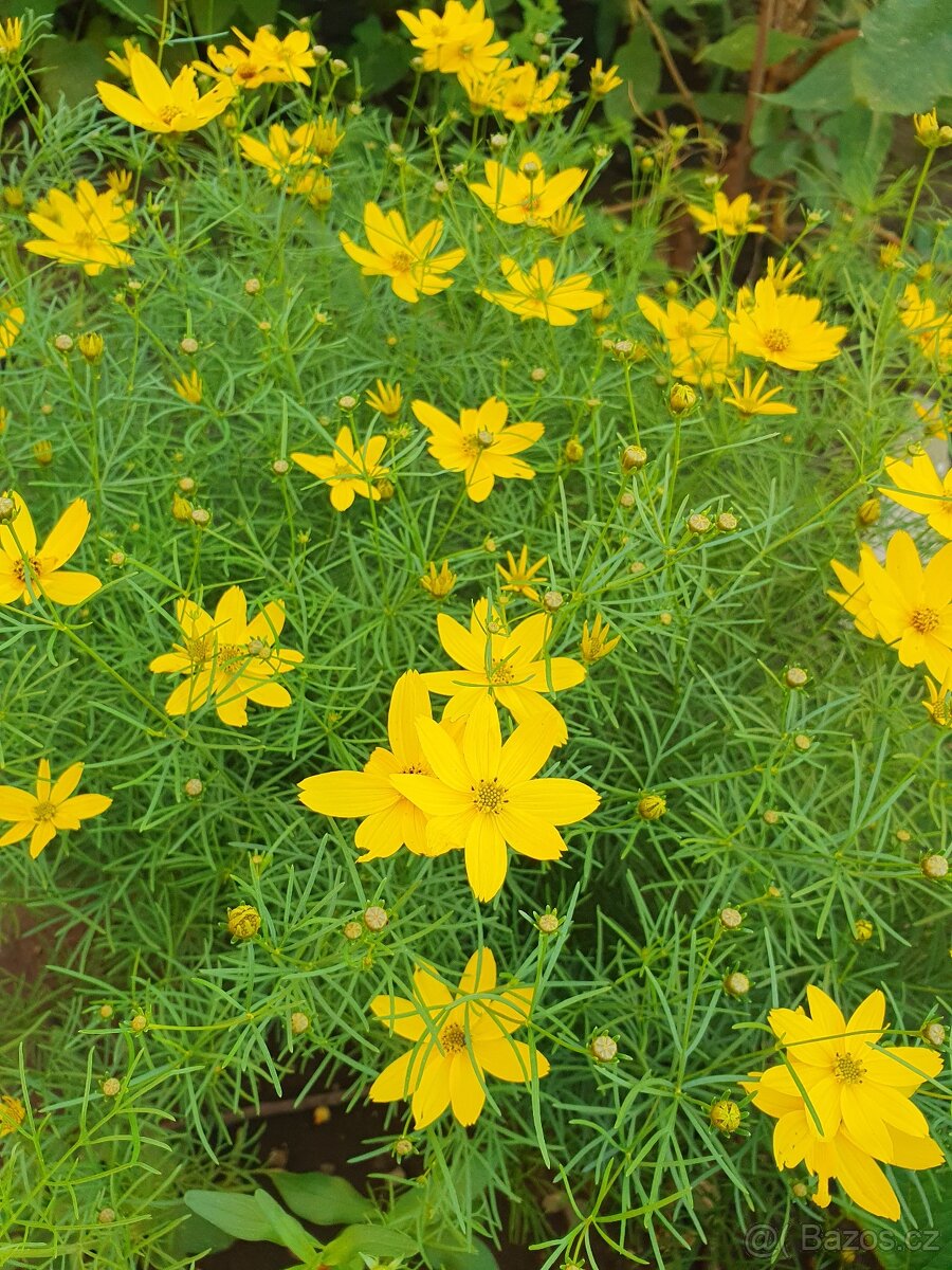 Krásnoočko přeslenité - 4