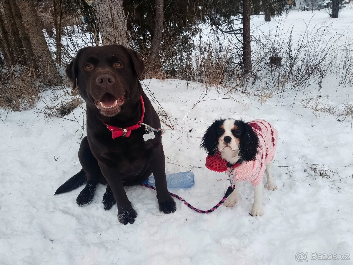Labradorský retrívr s PP krytí - 4