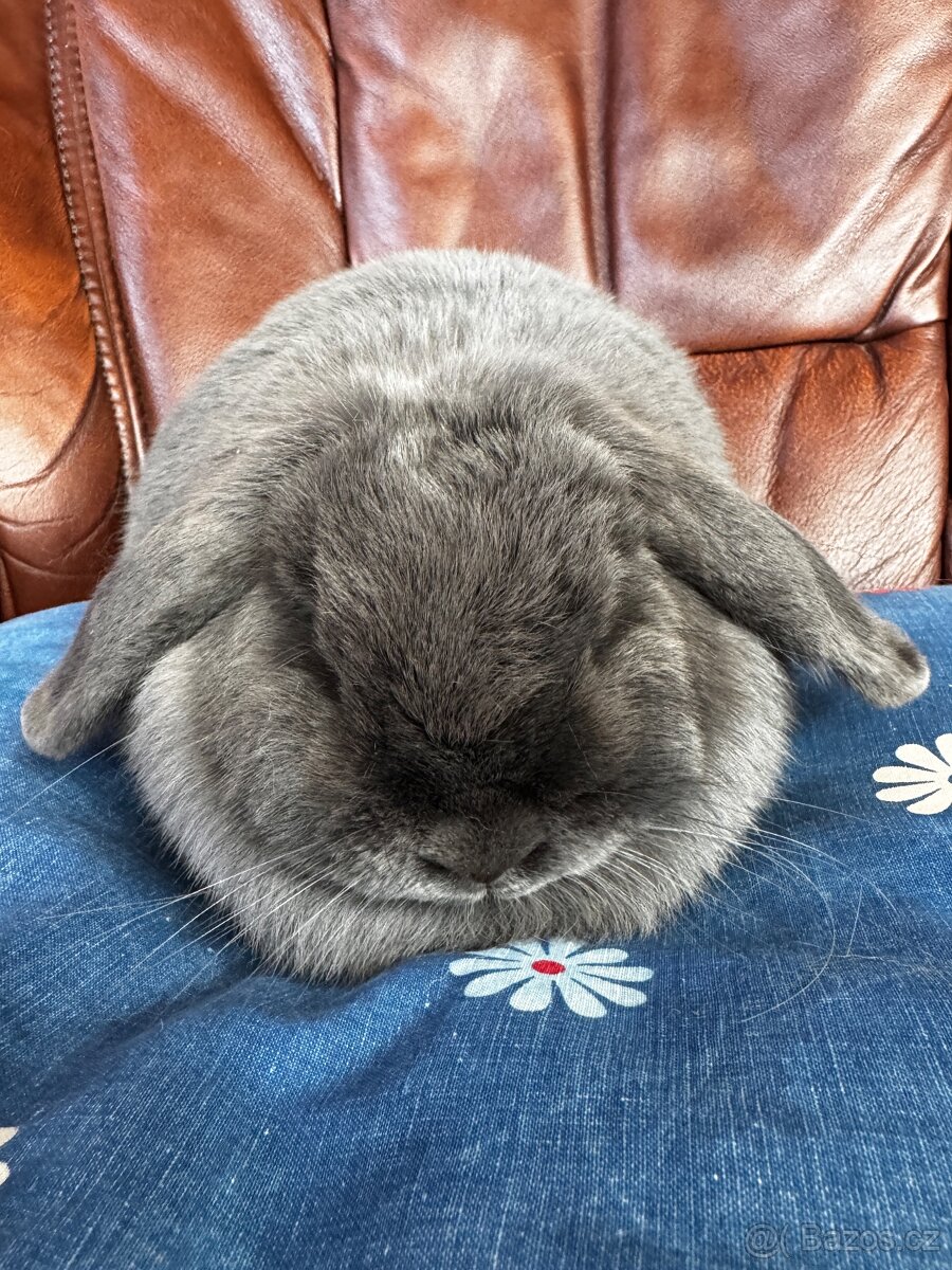 Minilop samičky - 4