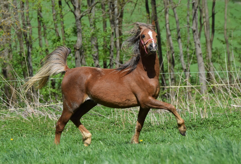 Wesh B valach - 4