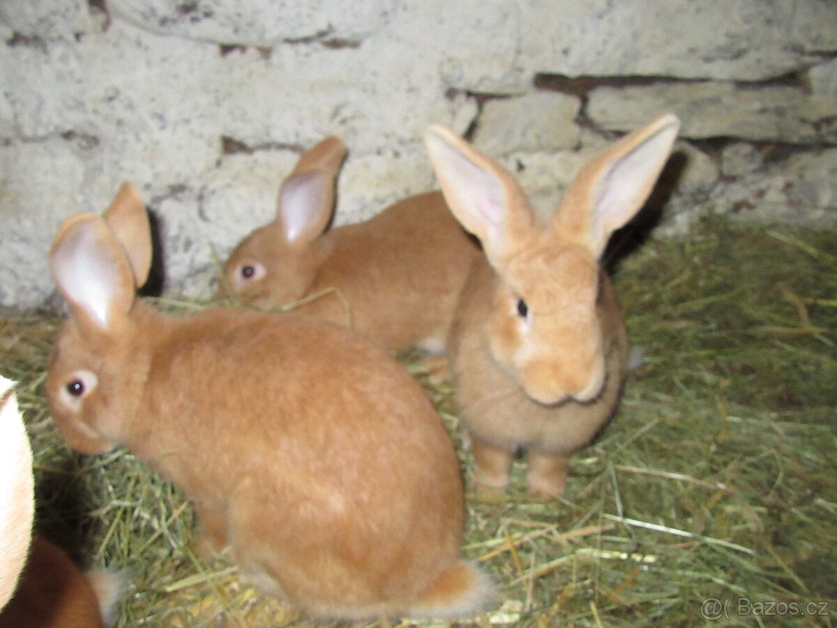 Burgundský králík - masné plemeno - 4