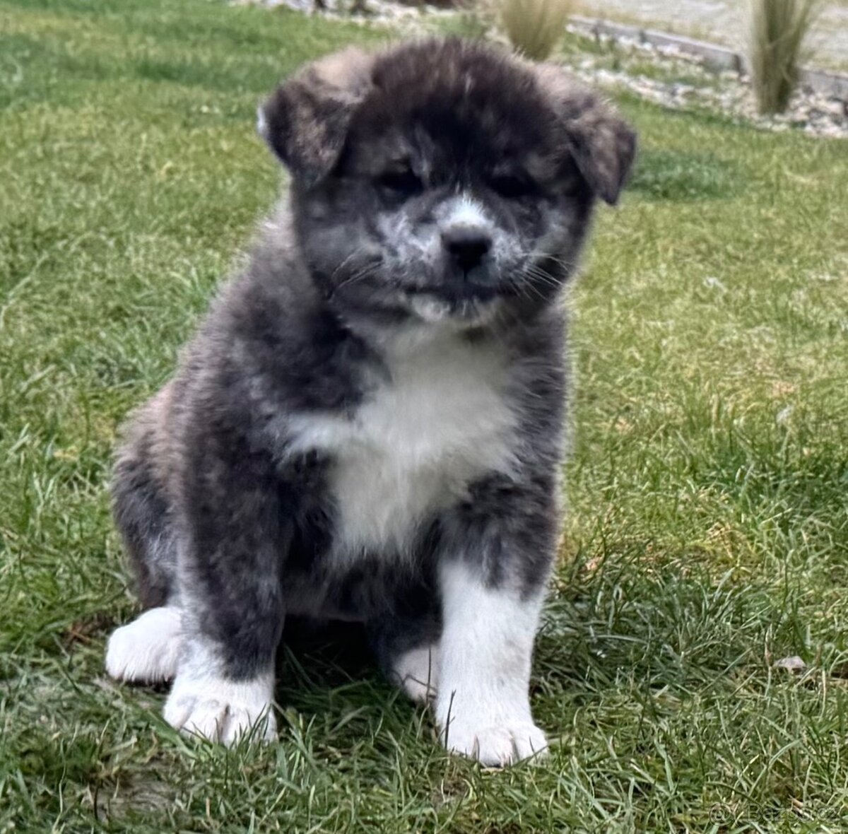 Akita inu s PP POSLEDNÍ FENA ŽÍHANÁ - 4