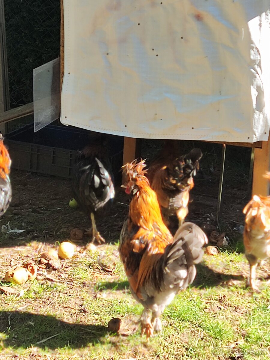 Kohouti - Pavlovská slepice - 4