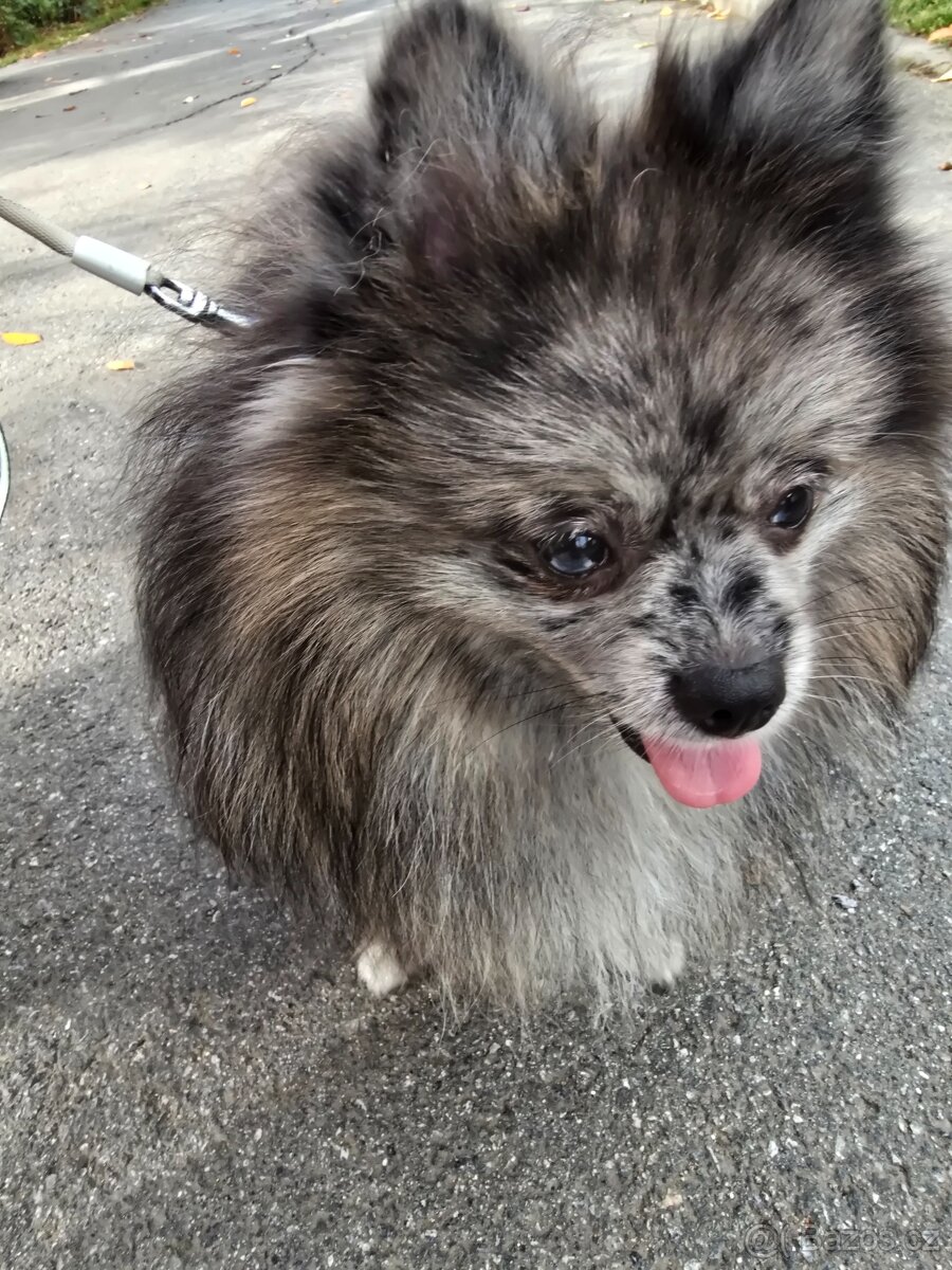 Pomeranian pejsek - 4