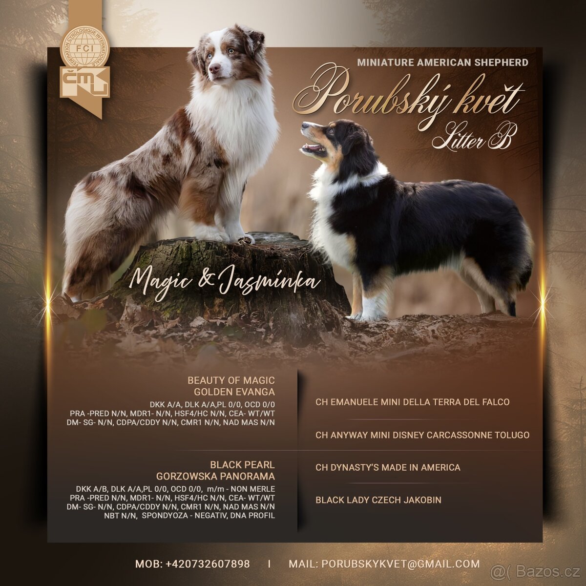 Miniaturní americký ovčák - 4