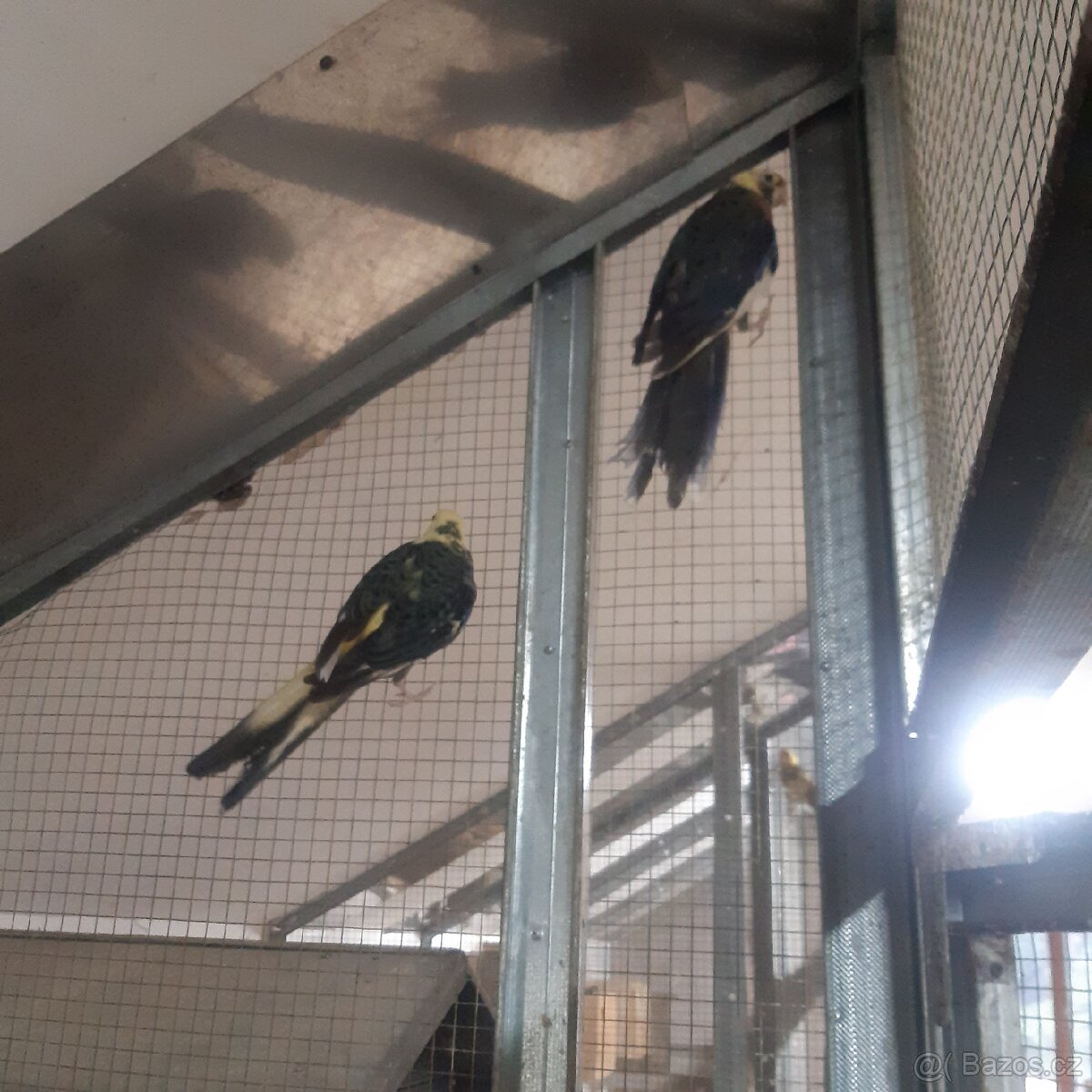 Rosela penant straka - 4