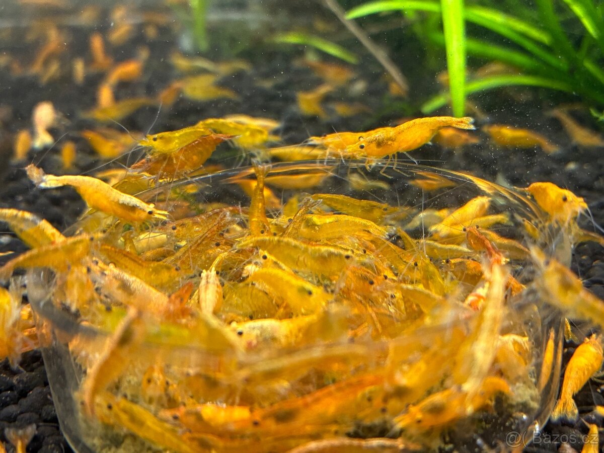 Krevetky žluté Yellow Fire - 4