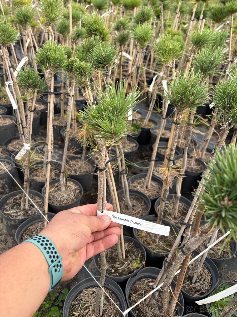 Borovice velkoobchod - 4