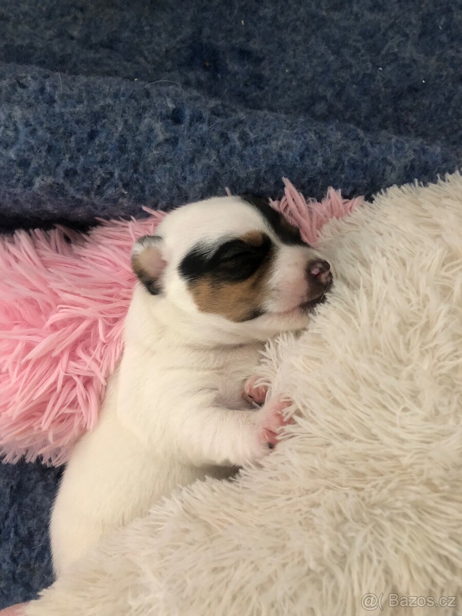 Jack russel teriér - 4
