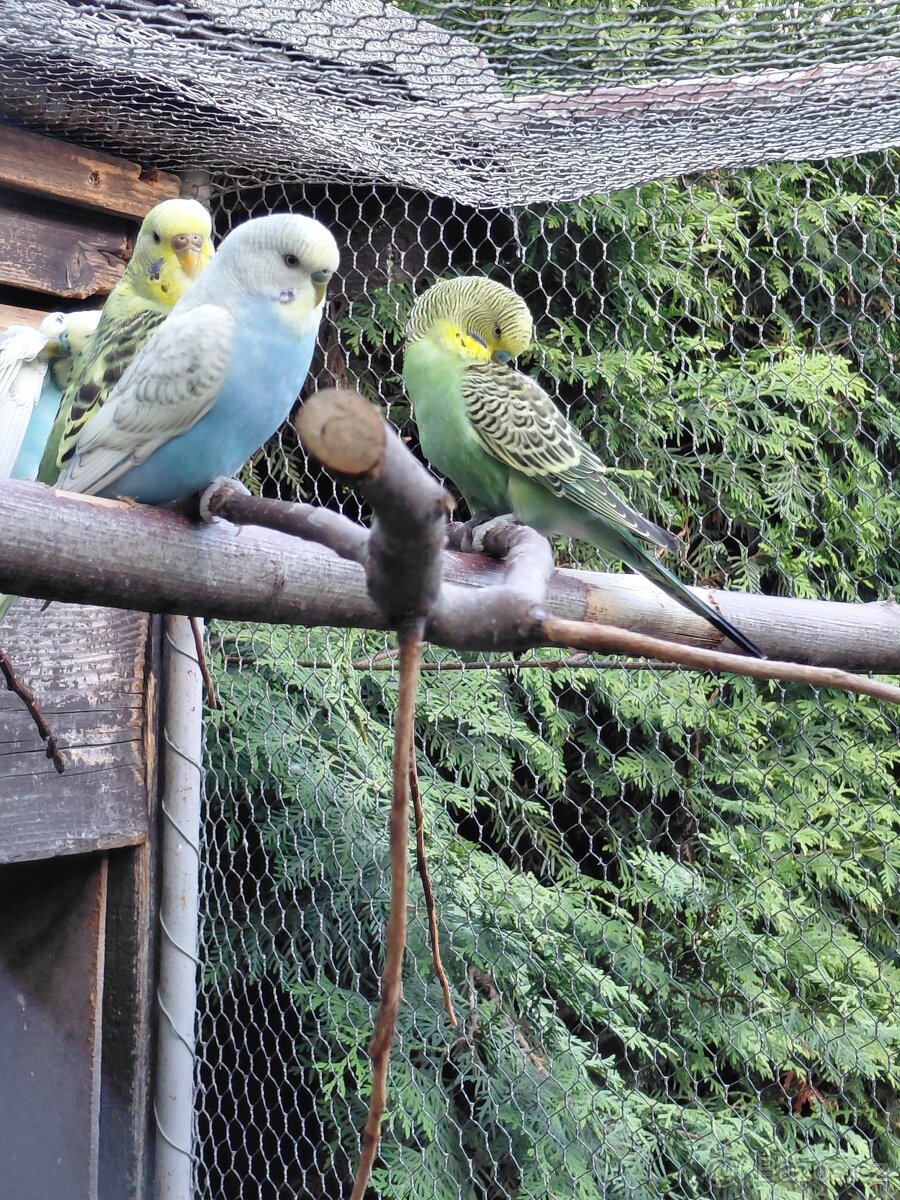 Kakariki, andulky,korely - 4