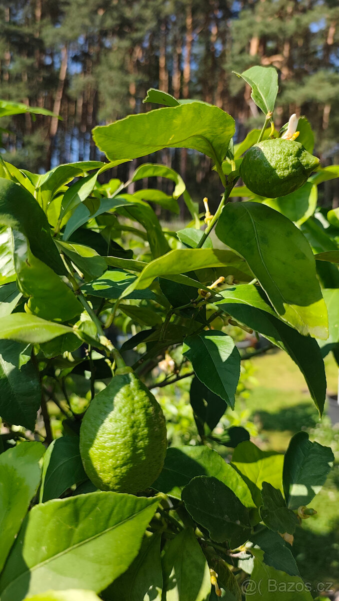 Prodám citrus Medica Maxima č.27 - 4