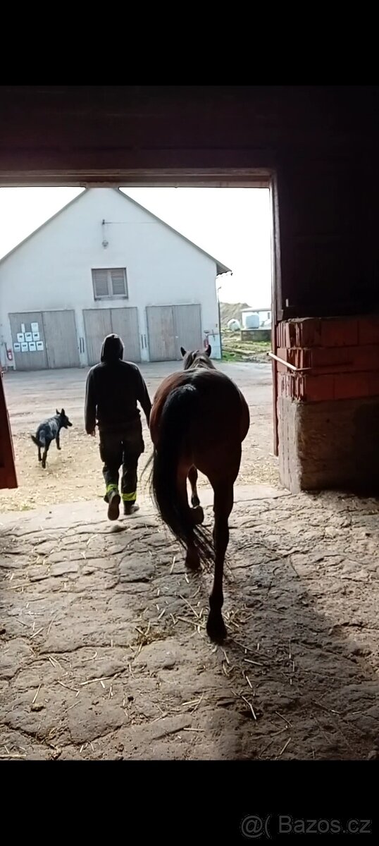 krytí německým ovcakem - 4