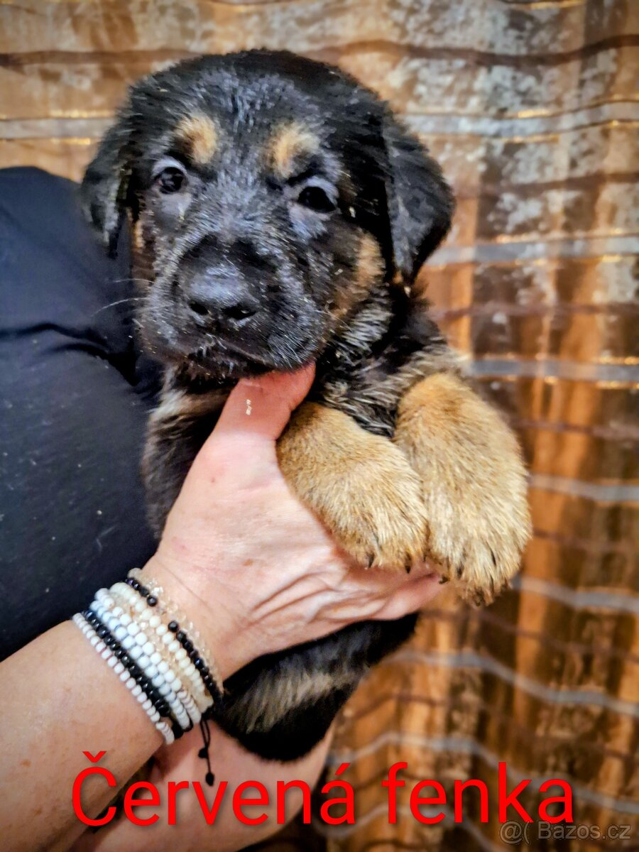 NĚMECKÝ OVČÁK - Štěňata s PP - 4