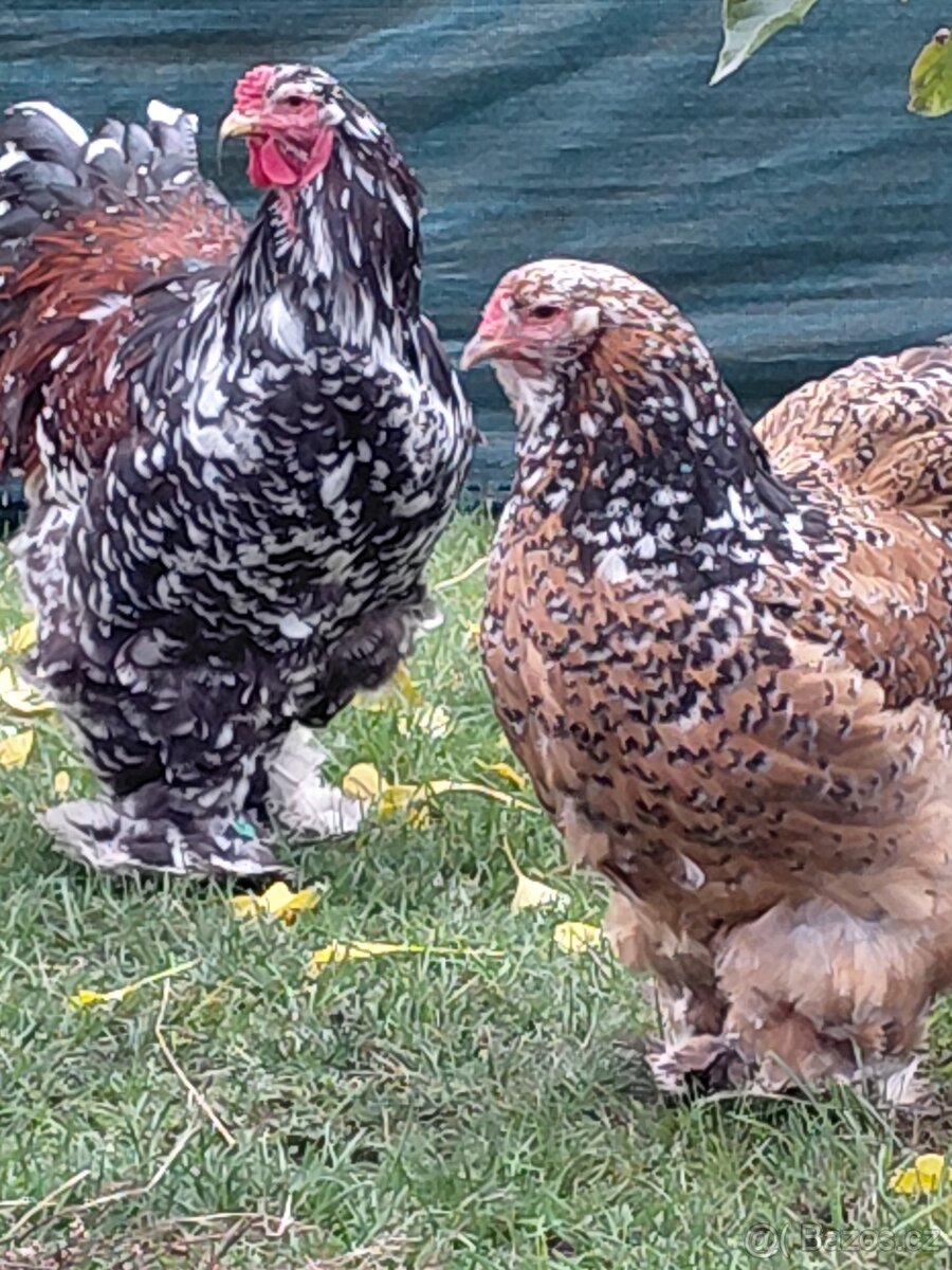 Nv brahmanka porcelanova a mottled - 4