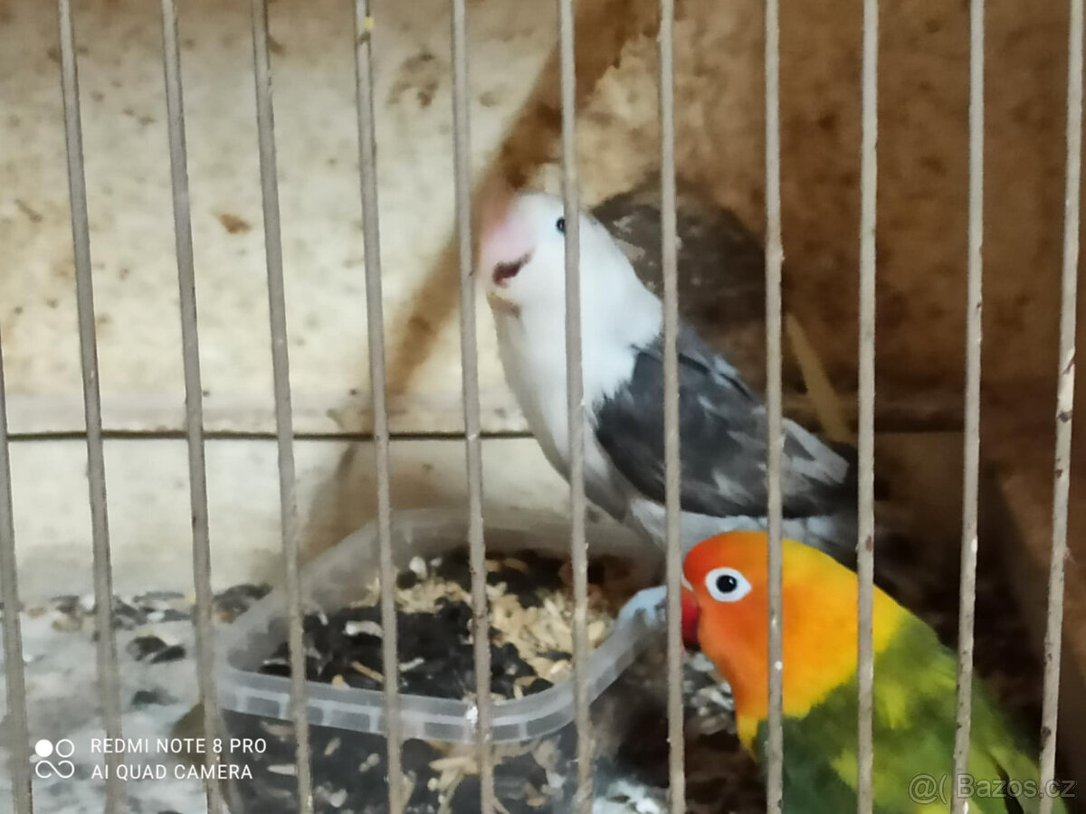 Agapornia Fischer - 4