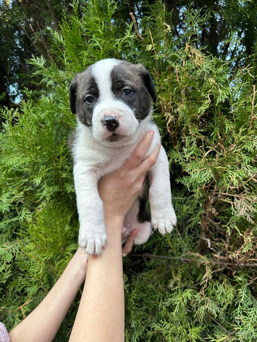 STAFORDŠÍRSKÝ BULTERIÉR - 4