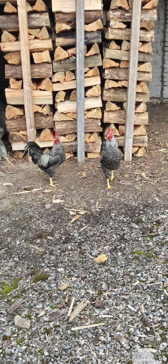 Kohouti na prodej - 4