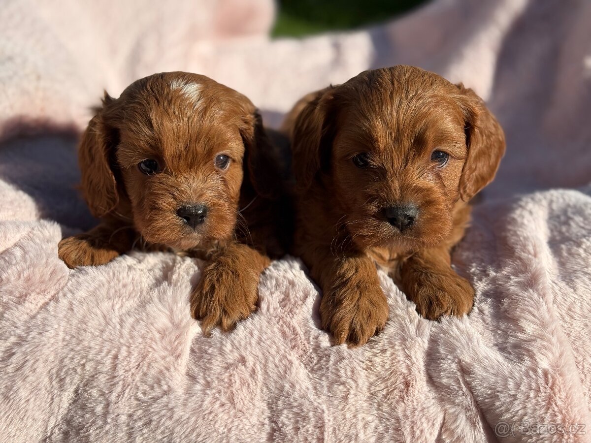 Cavapoo - 4