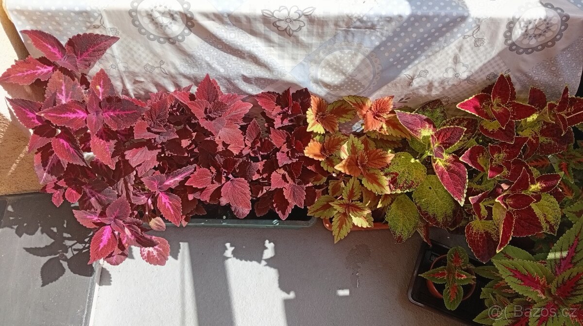 Africká barevná okrasná kopřiva - coleus - 4