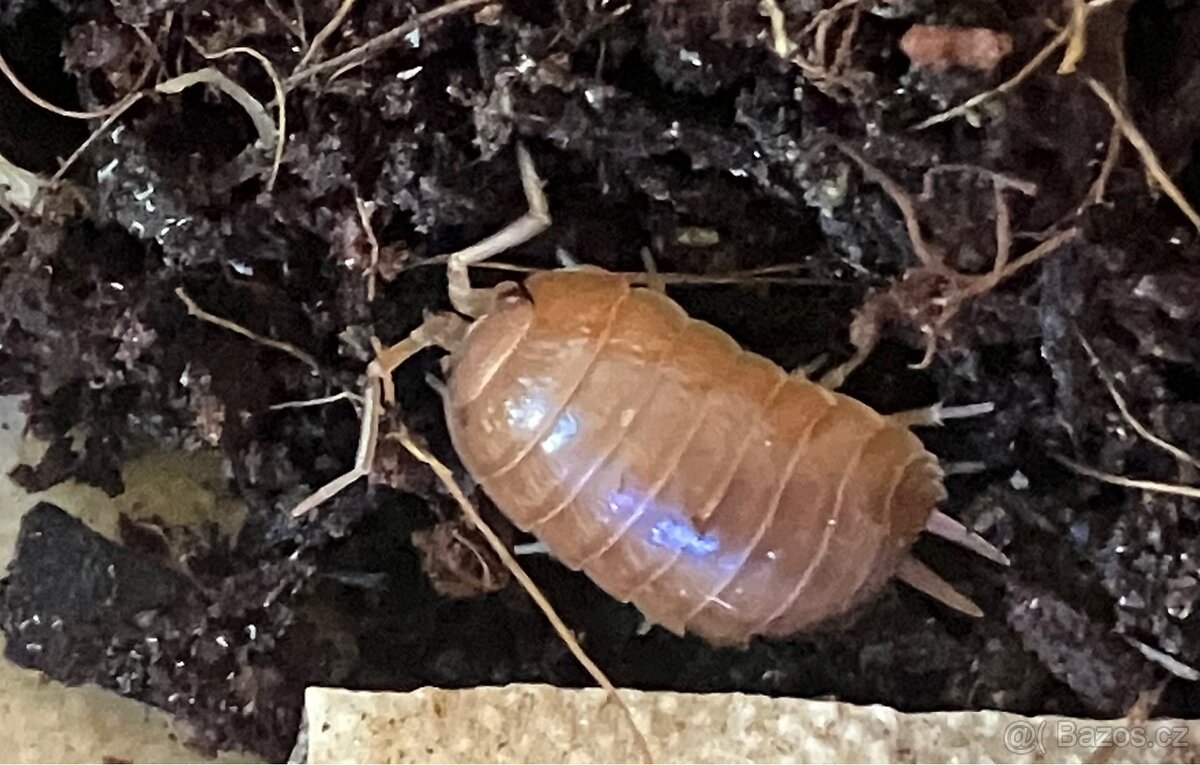 Stínky, isopody porcellino laevis “orange” - 4