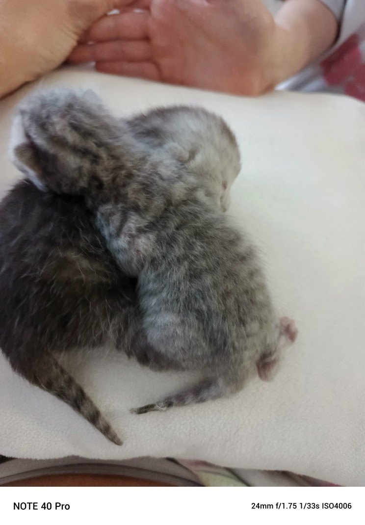 Whiskas kotatka stříbrná - 4